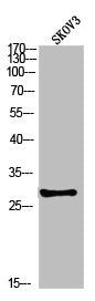 Phospho-PPP2CA (Y307) Antibody