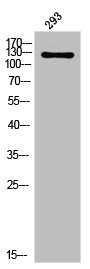 USP40 Antibody