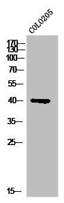 PRKACG Antibody
