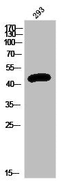 PRKAR2A Antibody