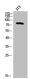 Phospho-PRKCA (T638) Antibody