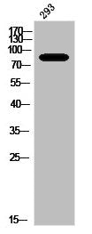 Phospho-PRKCA/PRKCB/PRKCD/PRKCE/PRKCG/PRKCH/PRKCQ/PRKCZ (T497) Antibody