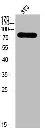 Phospho-PRKCD (T507) Antibody
