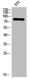 PRKCD Antibody