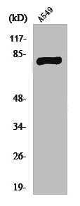 PRKCG Antibody
