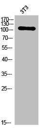 Phospho-PRKD1 (S205) Antibody