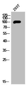 PRKD1 Antibody