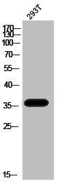 Phospho-PBK (T9) Antibody