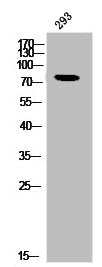 PRKCQ Antibody