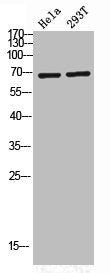 Phospho-PRKCZ (T560) Antibody
