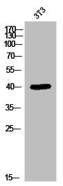 MAPK1 Antibody