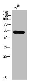 MAPK8/MAPK9/MAPK10 Antibody