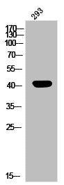 Phospho-MAP2K1 (T292) Antibody
