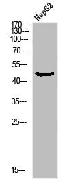 Phospho-MAP2K1 (S298) Antibody