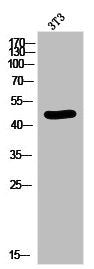 Phospho-MAP2K1 (T386) Antibody
