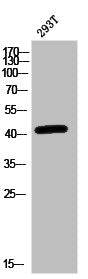 MAP2K1 Antibody