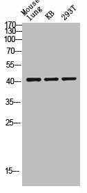 MAP2K2 Antibody