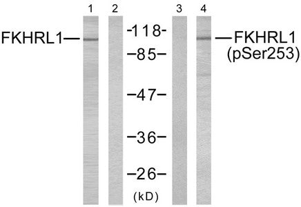 Phospho-FOXO3 (Ser253) Antibody