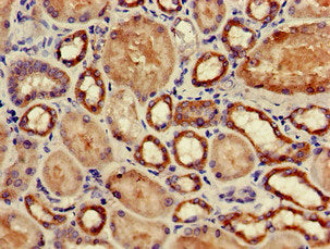 GPX4 Antibody