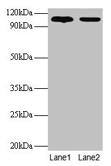 EXTL3 Antibody