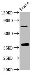 EIF3I Antibody