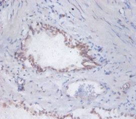 DAD1 Antibody