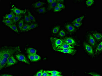CYB5A Antibody