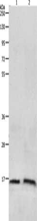 LHB Antibody