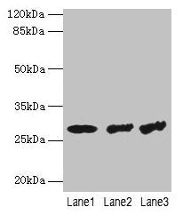 TBCB Antibody