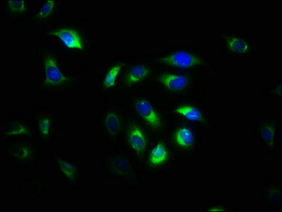 CAPNS1 Antibody