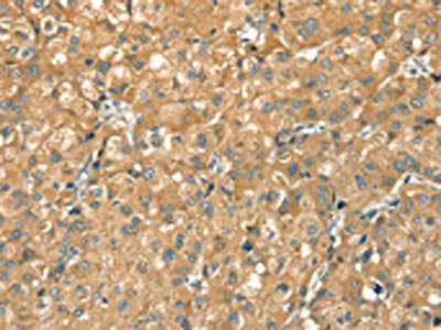 CWC27 Antibody