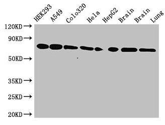 HSPA8 Antibody