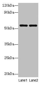 PHGDH Antibody