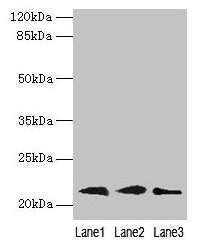 RAP1B Antibody