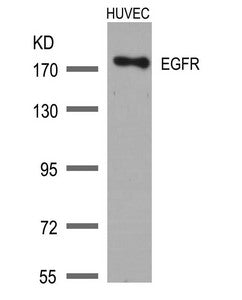 EGFR (Ab-1172) Antibody