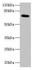 ARPC3 Antibody