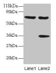 SYNCRIP Antibody