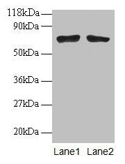 BMI1 Antibody