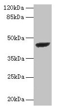 STARD7 Antibody