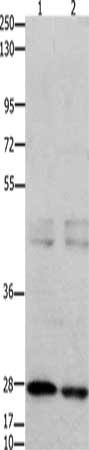GNRHR Antibody