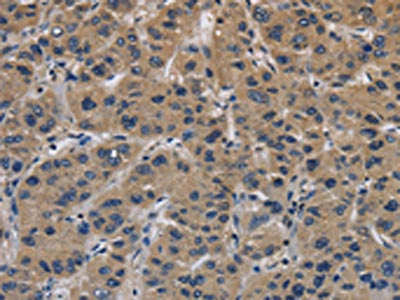 ITGA11 Antibody