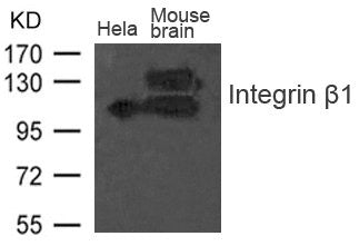 ITGB1 Antibody
