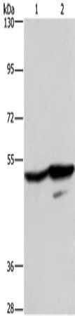 GPR39 Antibody