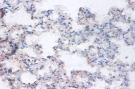 RRAGA Antibody