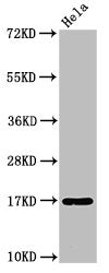 C1D Antibody