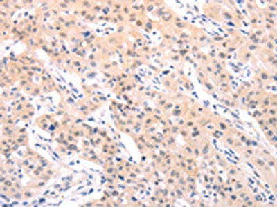 TRAF2 Antibody