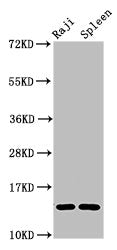 GABARAPL2 Antibody