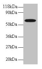 GABARAPL2 Antibody
