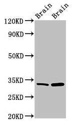 HAX1 Antibody