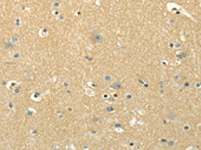 MSI1 Antibody
